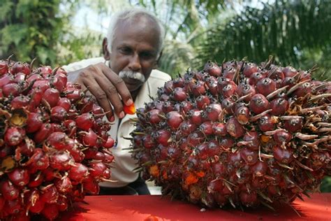 Malaysian palm oil's versatility can be seen across diversities of food, culture, and society. India resumes buying Malaysian palm oil as Kuala Lumpur ...