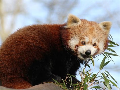 Red Panda Bamboo Animal Cute Hd Wallpaper Peakpx