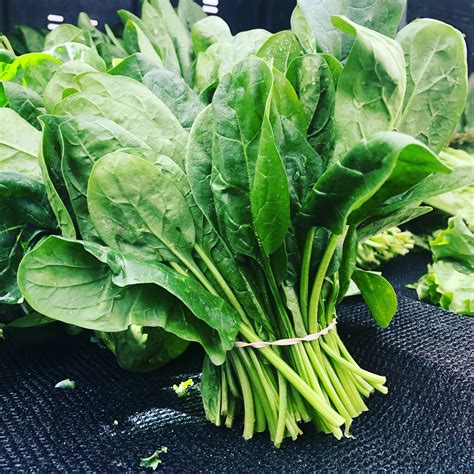 Everything You Need to Know About Hydroponic Spinach | Eden Green ...