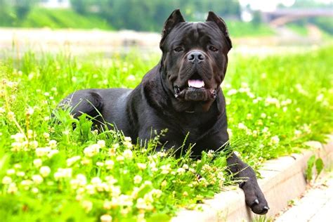 Are Cane Corsos Aggressive The Story Behind This Dangerous Dog Breed
