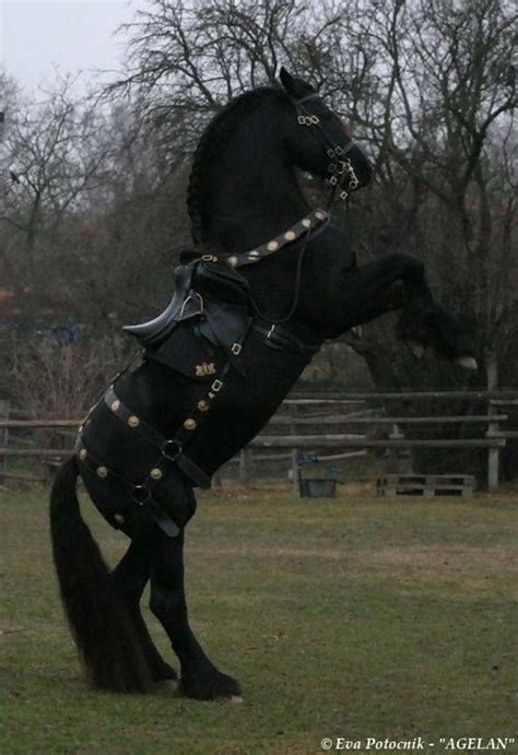 Friesan In Medieval Gear Most Beautiful Horses All The Pretty Horses