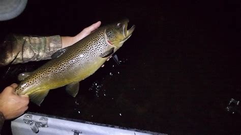 Night Fishing For 2 Foot Brown Trout Youtube