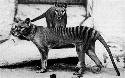 Recent sightings of the thylacine or tasmanian tiger. Scientists hunt for extinct Tasmanian tiger after ...