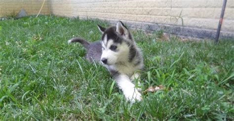If you don't see a dog or cat of interest, complete an adoption application and tell us what type of dog or cat you are looking for. Dogs - Missouri - Free Classified Ads