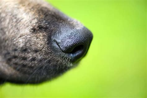 A Closer Look At Your Dogs Most Useful Feature His Nose Ruffeodrive