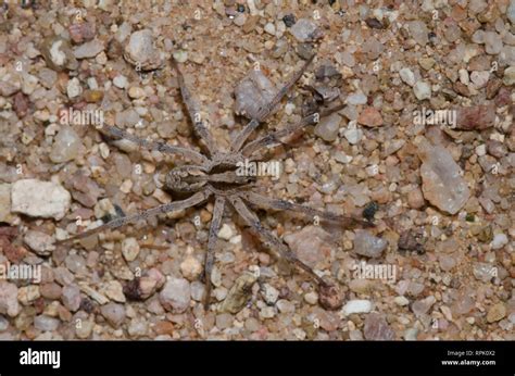 Wolf Spider Hogna Sp Stock Photo Alamy