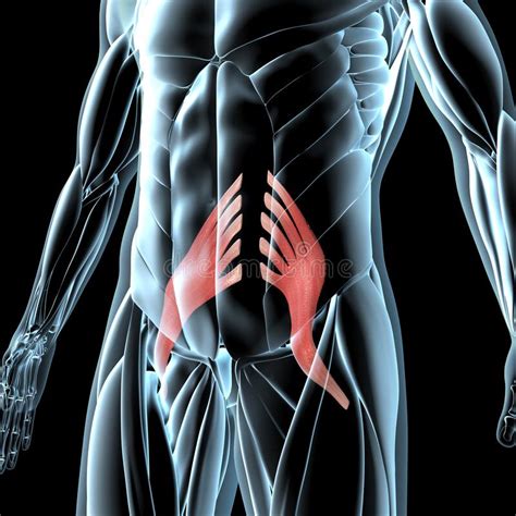 Human Psoas Major Muscles On Xray Body Stock Illustration