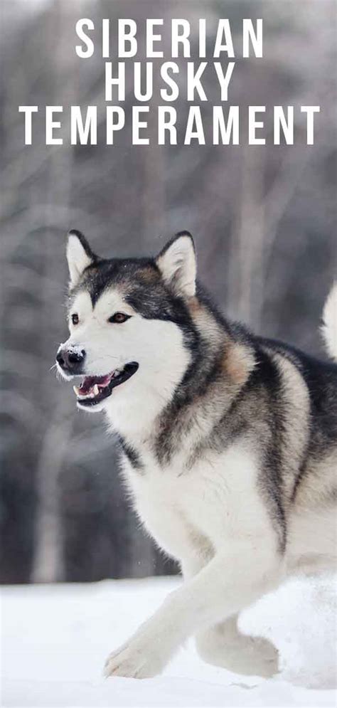 Siberian Husky Temperament Is This Majestic Breed Right