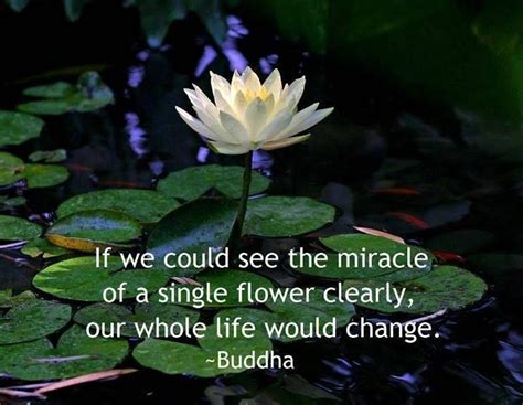 Check out our lotus buddha quotes selection for the very best in unique or custom, handmade pieces from our shops. If we could see the Miracle of a single Flower, clearly our whole Life would Change! Buddha~ # ...