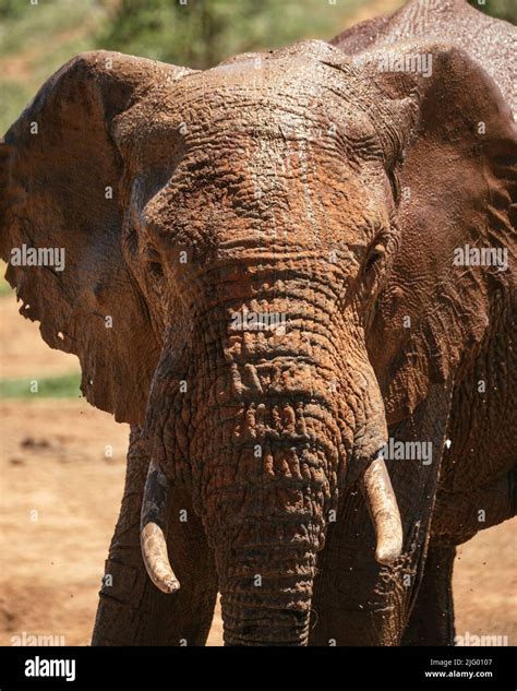 African Elephant At Watering Hole Addo Elephant National Park Eastern