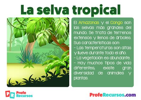 Ecosistema La Selva Tropical