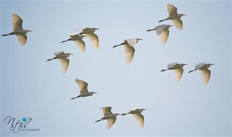 Birds Of The Same Feather Flock Together By Nithya Radhakrishnan 500px