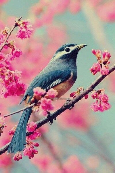 Bird On Cherry Blossom Tree Animals Pet Birds Cute Animals
