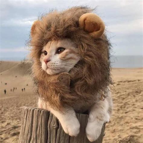 15 Pet Costumes That Can Still Arrive In Time For Halloween Tri City News