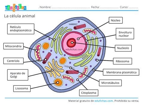 La Célula Animal Célula Animal Célula Vegetal Celulas Eucariotas Animal