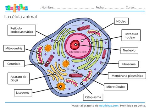 La Célula Animal Célula Animal Célula Vegetal Celula Animal Para