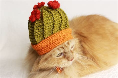 Funny Cat Hat Cat Hat Cactus Cat Hats For Cat Cat Clothes Cat