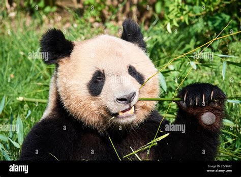 Giant Panda Male Eating Bambou Ailuropoda Melanoleuca Captive