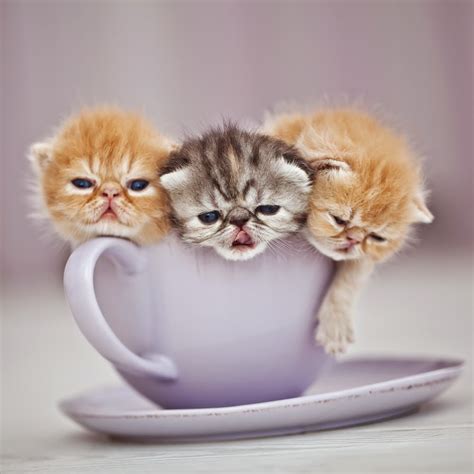 10 Cats In Teacups Now Thats Nifty