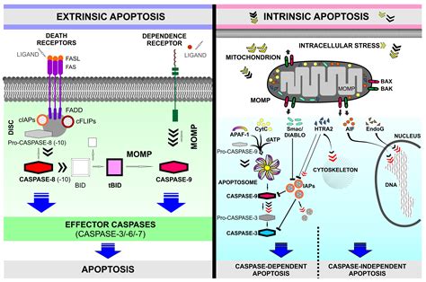 People can engage in the same behavior for different purposes, and therefore, different. Inductors of apoptosis | Algatech