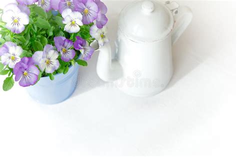 Blue Pansies Vintage Pot White Stock Photo Image Of Daydream