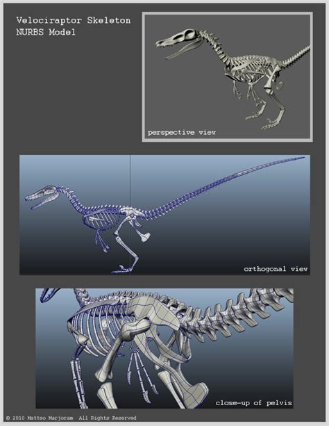 3d Velociraptor Skeleton By Mmarjoram On Deviantart