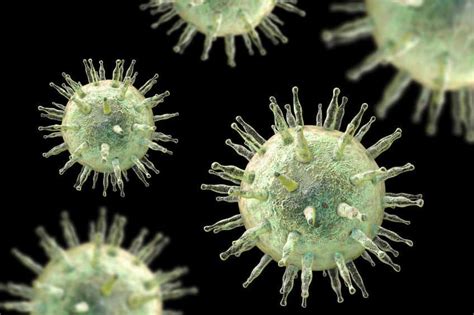 Epstein Barr Virus Which Causes Infectious Mononucleosis Kissing