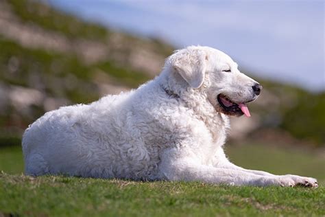 Kuvasz Dog Breed Information And Characteristics Daily Paws