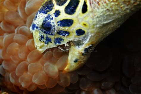 Hawksbill Turtle Eating Stock Image Image Of Marine Eyes 9643751