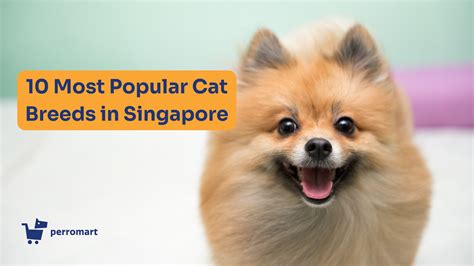 10 Most Popular Dog Breeds In Singapore Perrobook