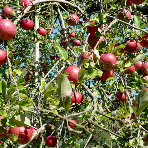 Fruit Trees Home Gardening Apple Cherry Pear Plum When To Trim