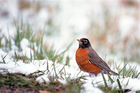 5 Early Birds To Look For Before Spring Arrives Lyric Wild Bird Food