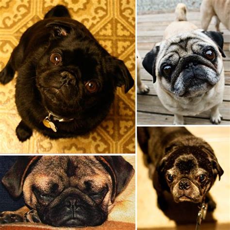 They generally do well in family environments where they have lots of company all of the time as they love to spend time with everybody. PugPugPug.com | How many times have Pugs won Dog Shows?