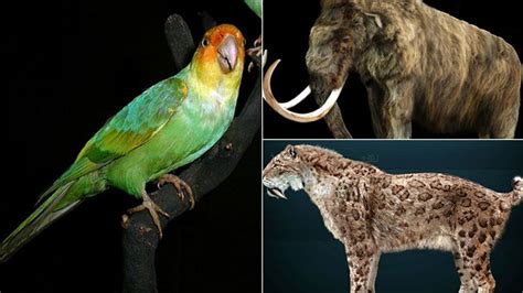 Las Especies De Animales Que Los Científicos Quieren Resucitar