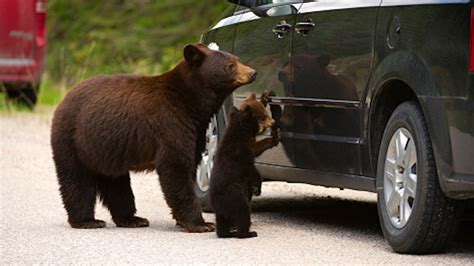 Bears Attempt To Break Into Cars At School Twitter Responds Mashable