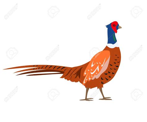 Cartoon Pheasant Icon On White Background Vector Illustration Ad