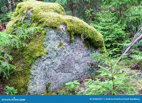 Giant Moss Covered Boulder In The Forest Stock Image Image Of Calm