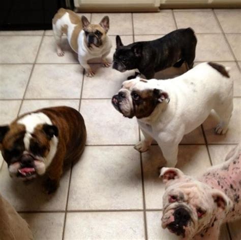 Dr niels pederson, of the university of california, issued his warning after comparing the dna of almost 150 british bulldogs. Family Overlooks Dog's Health Issues To Give Her A Second ...