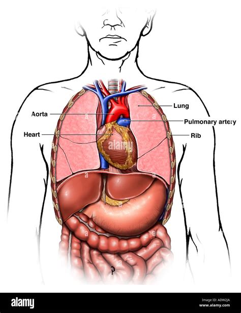 Anatomy Of The Thoracic Chest Organs Stock Photo Alamy