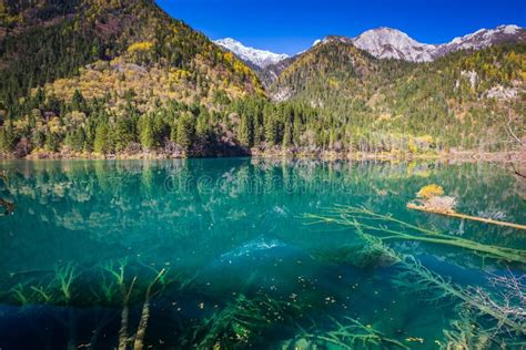 Autumn Forest And Lake Landscape In Jiuzhaigou Stock Image Image Of