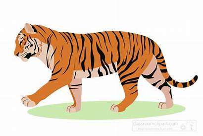 Tiger Clipart Walking Graphic Animals Clip Cartoon