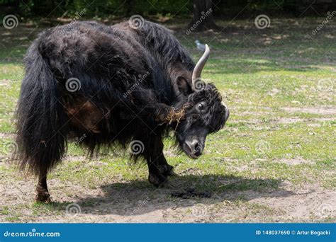 Yak Scratch Itchy Head With Hoof Stock Photo Image Of Scratches