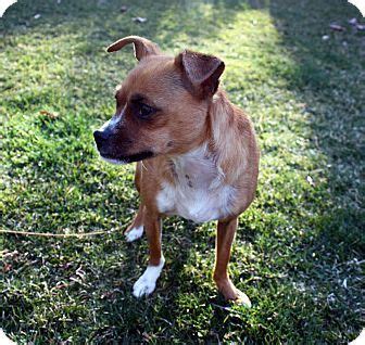 Our special do it yourself option offers you the opportunity to wash your dog using professional equipment in a clean and safe environment, all year round. Boise, ID - Chihuahua Mix. Meet Misty, a dog for adoption. http://www.adoptapet.com/pet/10425100 ...