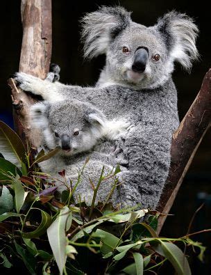 American library association's great web sites for kids animal fact guide is proud to be included in the american library association's great web sites for. Koala Facts for Kids | Australian Animals | Marsupials ...