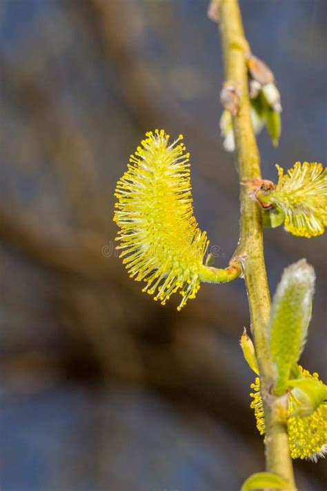 male catkins of salix caprea salix caprea known as goat willow willow or great sallow stock