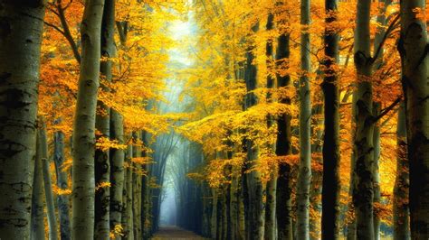 Path Between Yellow Leafed Trees In Forest Hd Nature Wallpapers Hd