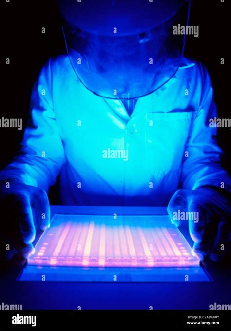 Scientist Examining Dna Sequencing Autoradiogram On A Light Box Each