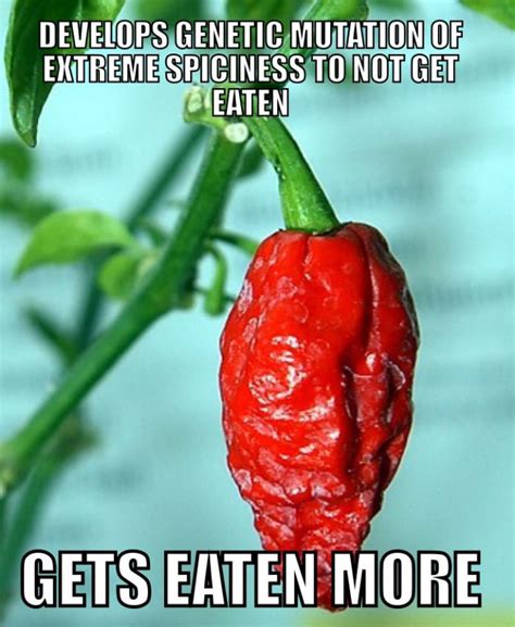 Spicy Chili Meme Hot Peppers Memes S Imgflip Find The Newest Chili Meme Srketfcpncmhb