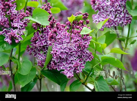 Syringa Vulgaris Lilac Sensation High Resolution Stock Photography And