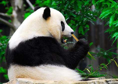 Giant Panda National Zoo Darren Barnes Flickr
